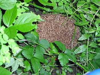 Sleeping Hedgehog